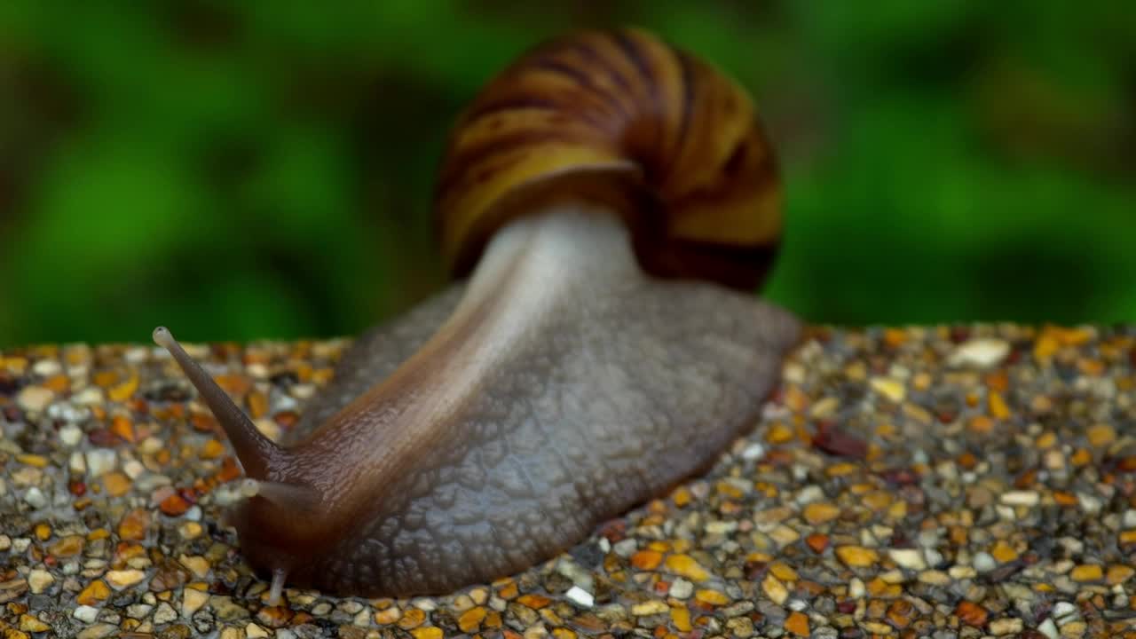 Stock Video Garden Snail Crawling On Pavement Live Wallpaper For PC - Free Download