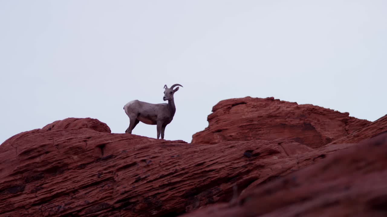 Stock Video Goat On Top Of A Rocky Hill Live Wallpaper For PC - Free Download