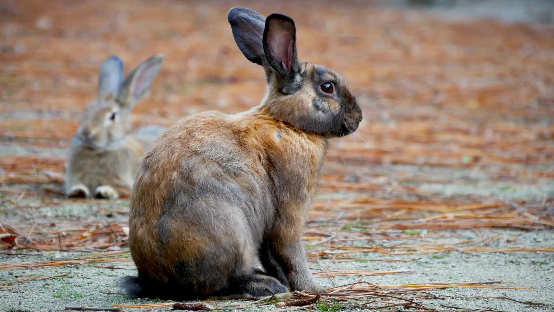 Rabbit Island In Japan Live Wallpaper - Free Download