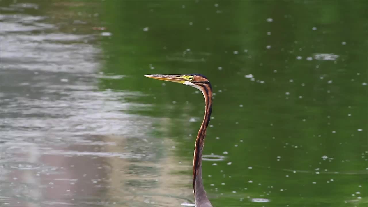 Stock Video Heron In The Rain Animated Wallpaper - Free Download
