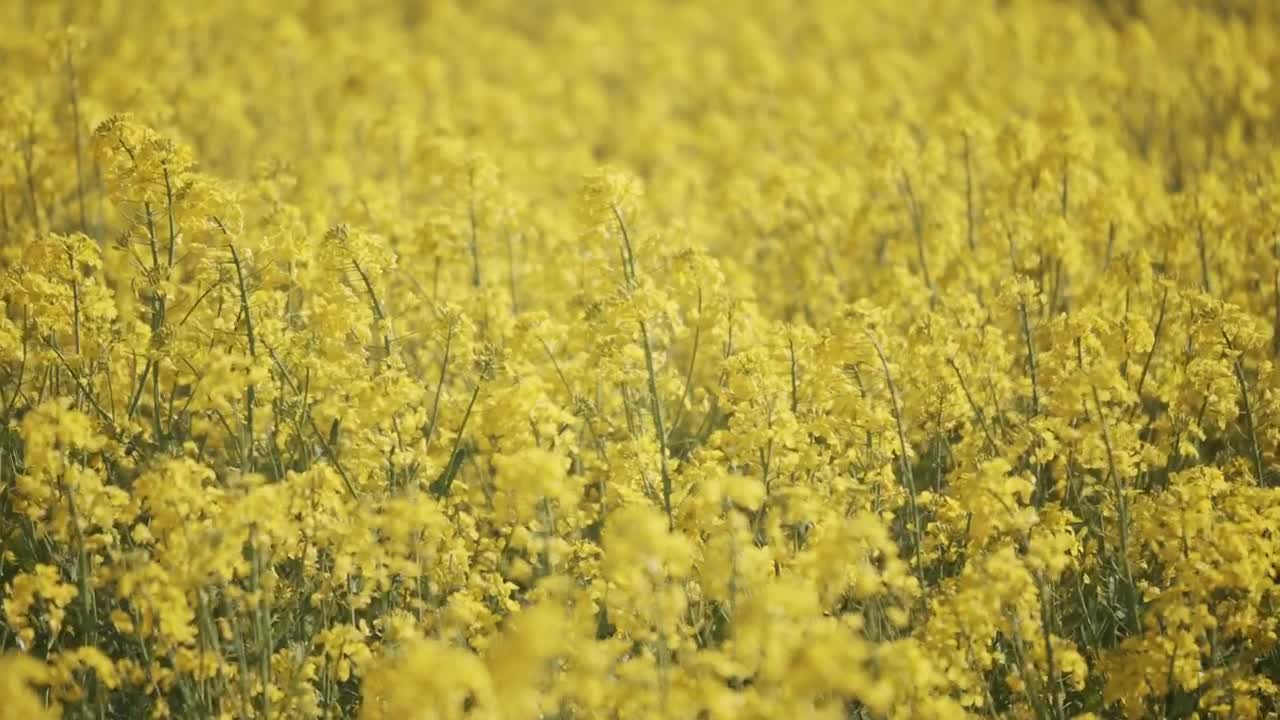 Free Video Stock swaying crops on a farm Live Wallpaper - Free Download