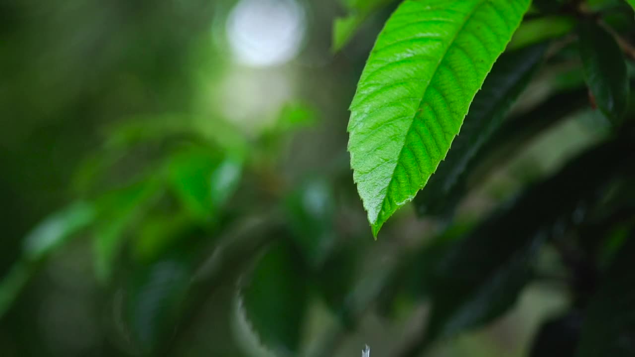 Stock Video Green Leaf Of A Tree Wet From The Rain Live Wallpaper For PC - Free Download