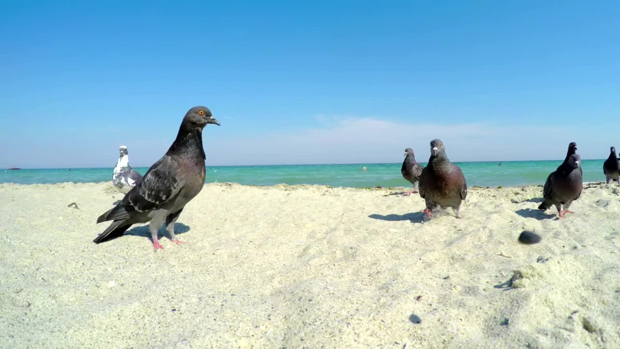 Video Stock Pigeons On A Sandy Beach Live Wallpaper Free - Free Download