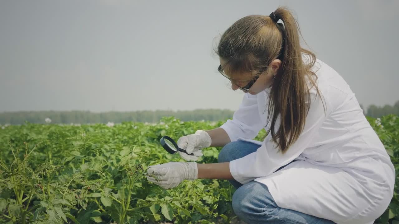Stock Video Biologist Inspecting Pests In The Crops Live Wallpaper For PC - Free Download
