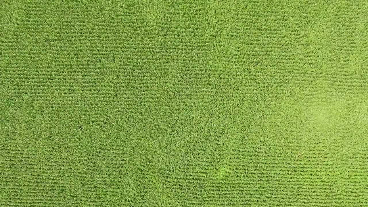 Stock Video Corn Fields Moved By The Wind Top Aerial Shot Live Wallpaper For PC - Free Download