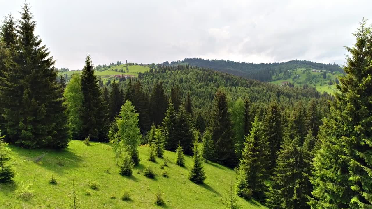 Stock Video Green Forest In Spring Full Of Pines Live Wallpaper For PC - Free Download