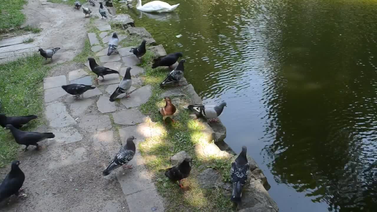 Video Stock Pigeons And Geese On The Shore Of A Lake Live Wallpaper Free - Free Download