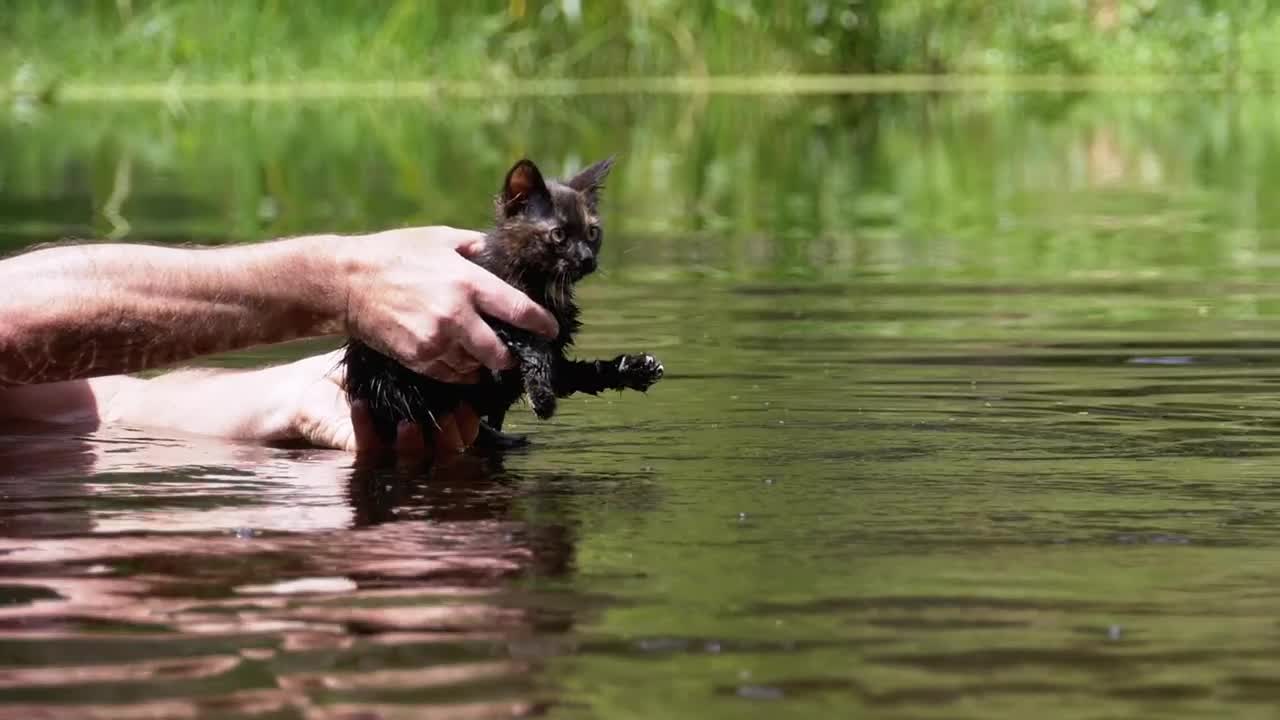 Stock Video Man Teaching Little Cat To Swim In A Rive Animated Wallpaper - Free Download