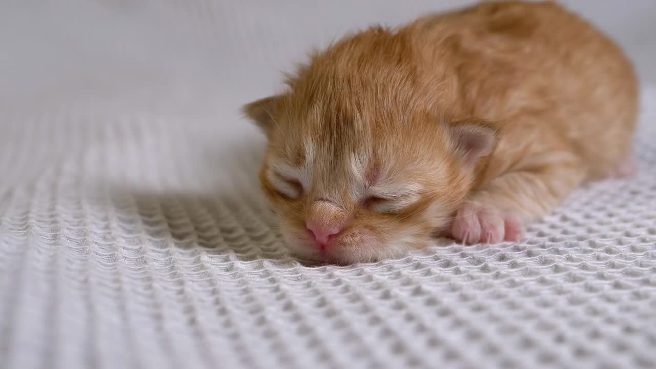 Stock Video Newborn Cat On A White Blanket Live Wallpaper - Free Download