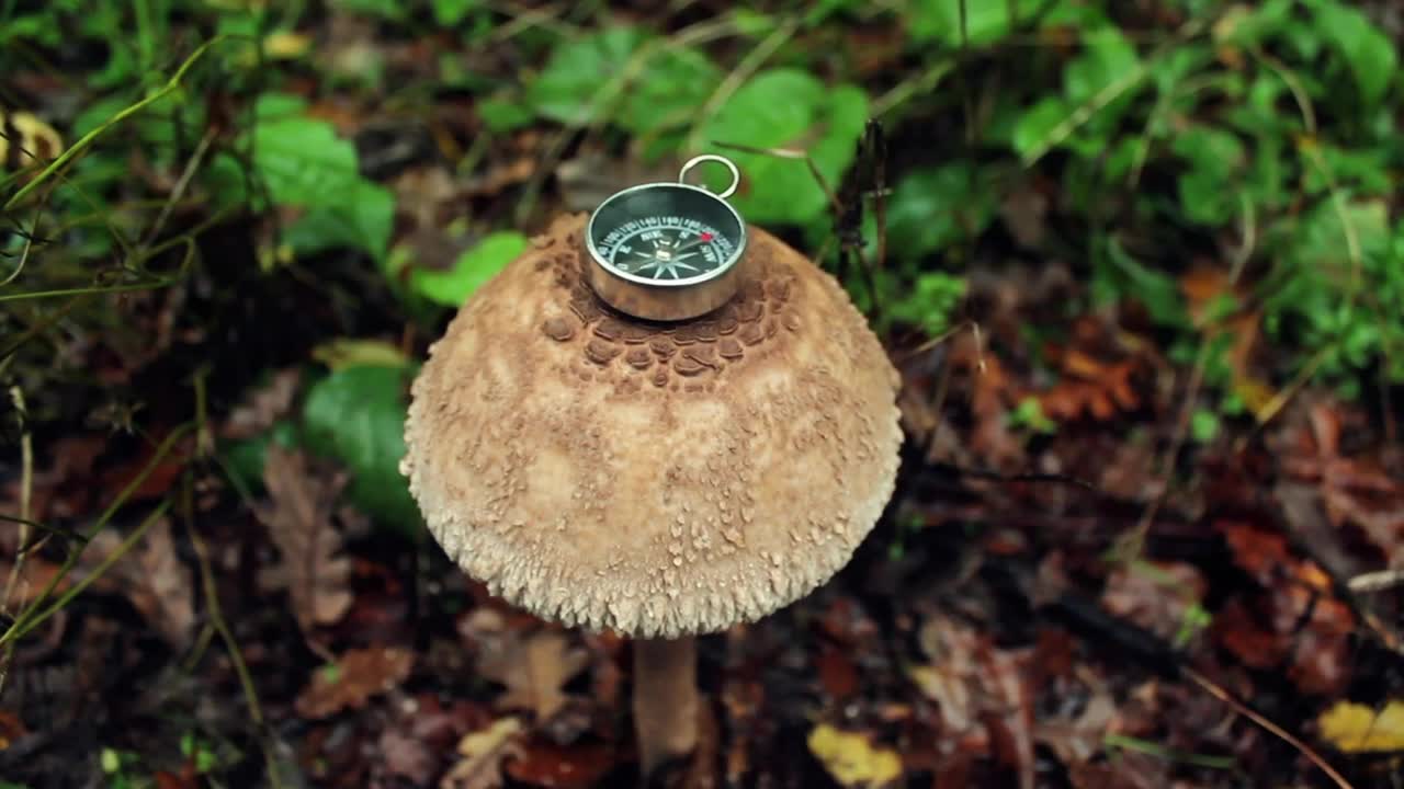 Free Video Stock Small Compass On Top Of A Big Mushroom In Nature Live Wallpaper - Free Download