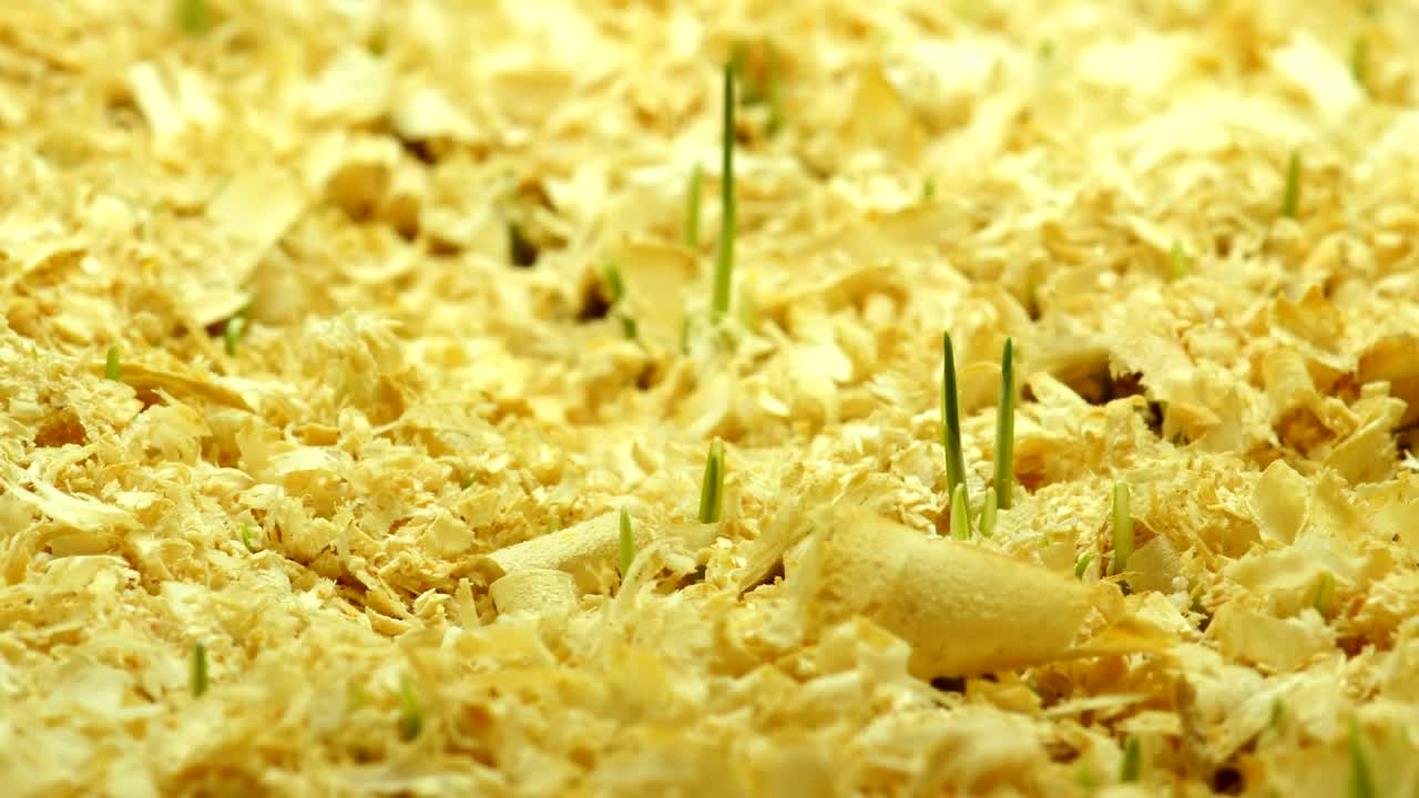 Stock Video Grass Growing Over Wooden Soil Live Wallpaper For PC - Free Download