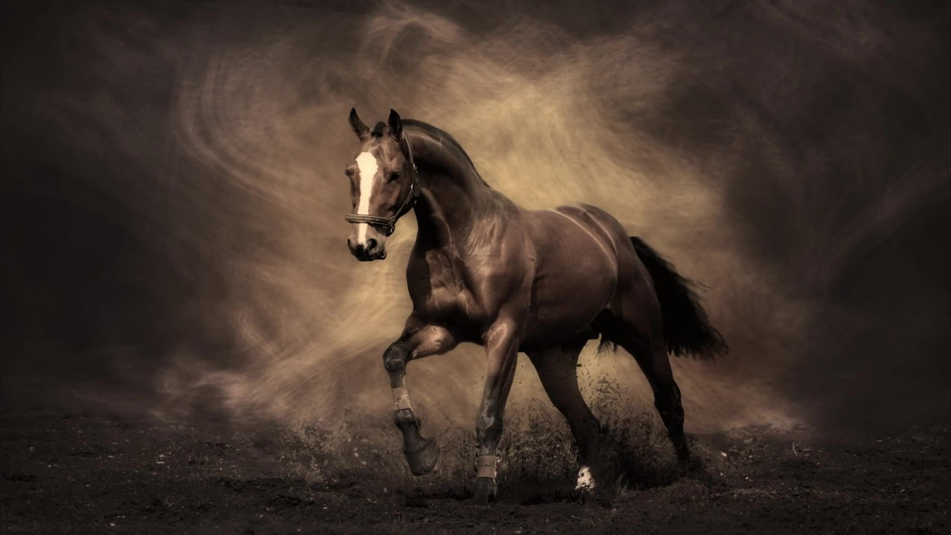 Horse  Grey  Dust  Live  Wallpaper - Free Download