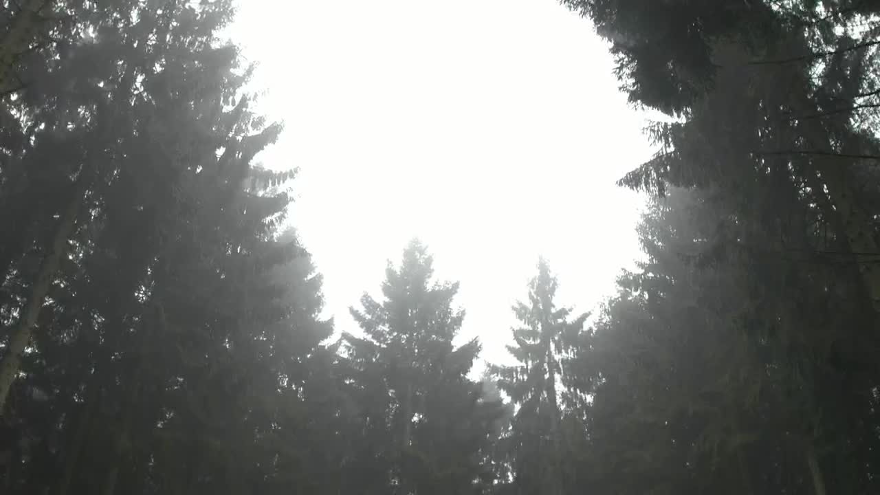 Free Video Stock thick flora in a forest Live Wallpaper - Free Download