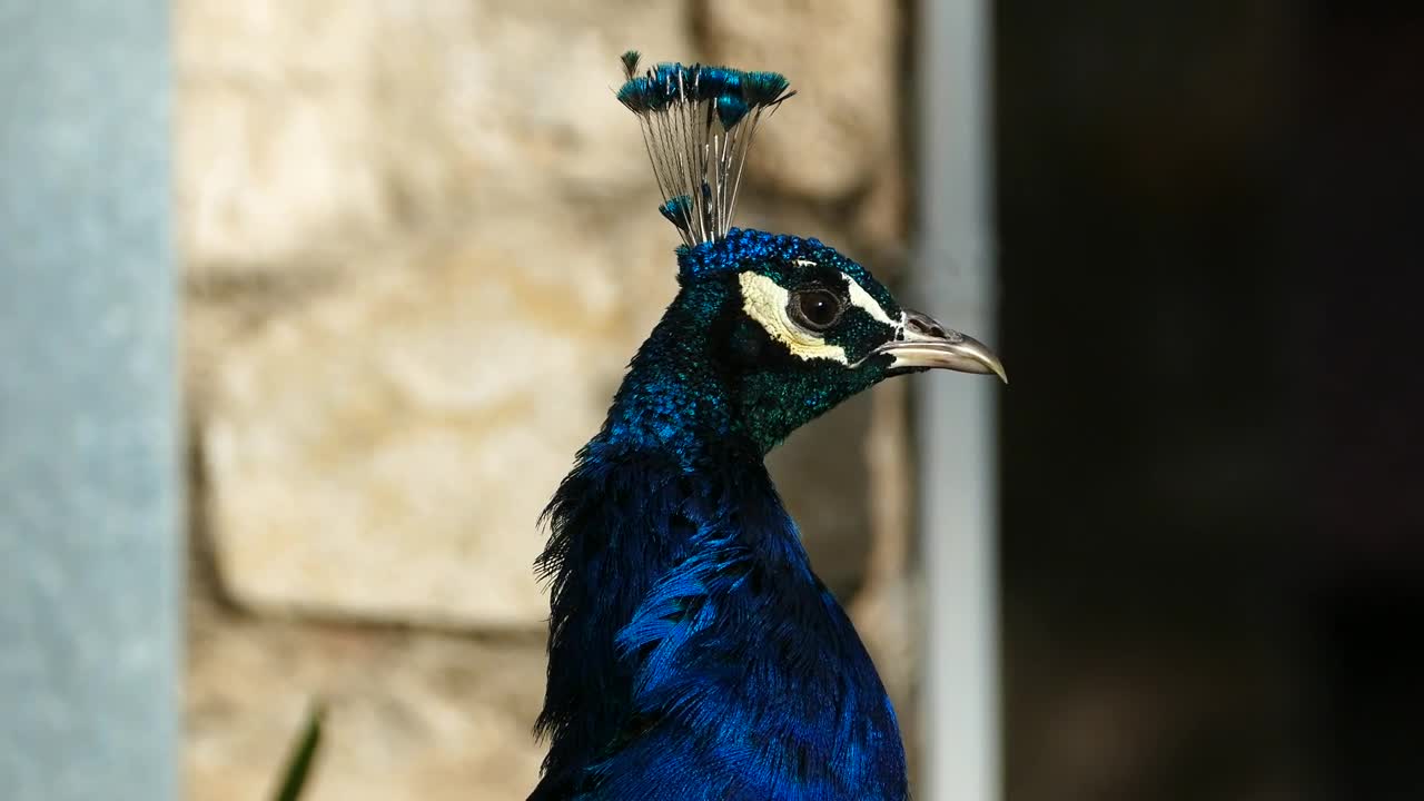 Video Stock Close Up Of A Peacocks Head Live Wallpaper For PC - Free Download