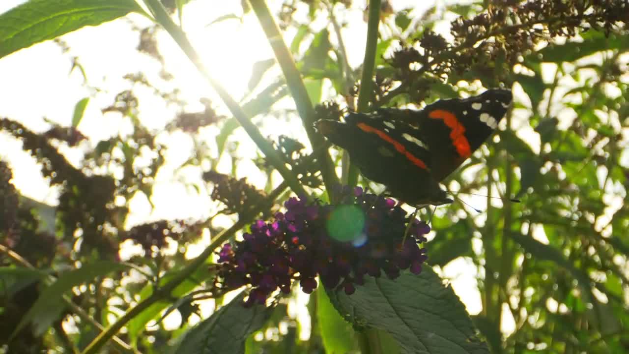 Free Video Stock Sun Against A Butterfly Live Wallpaper - Free Download