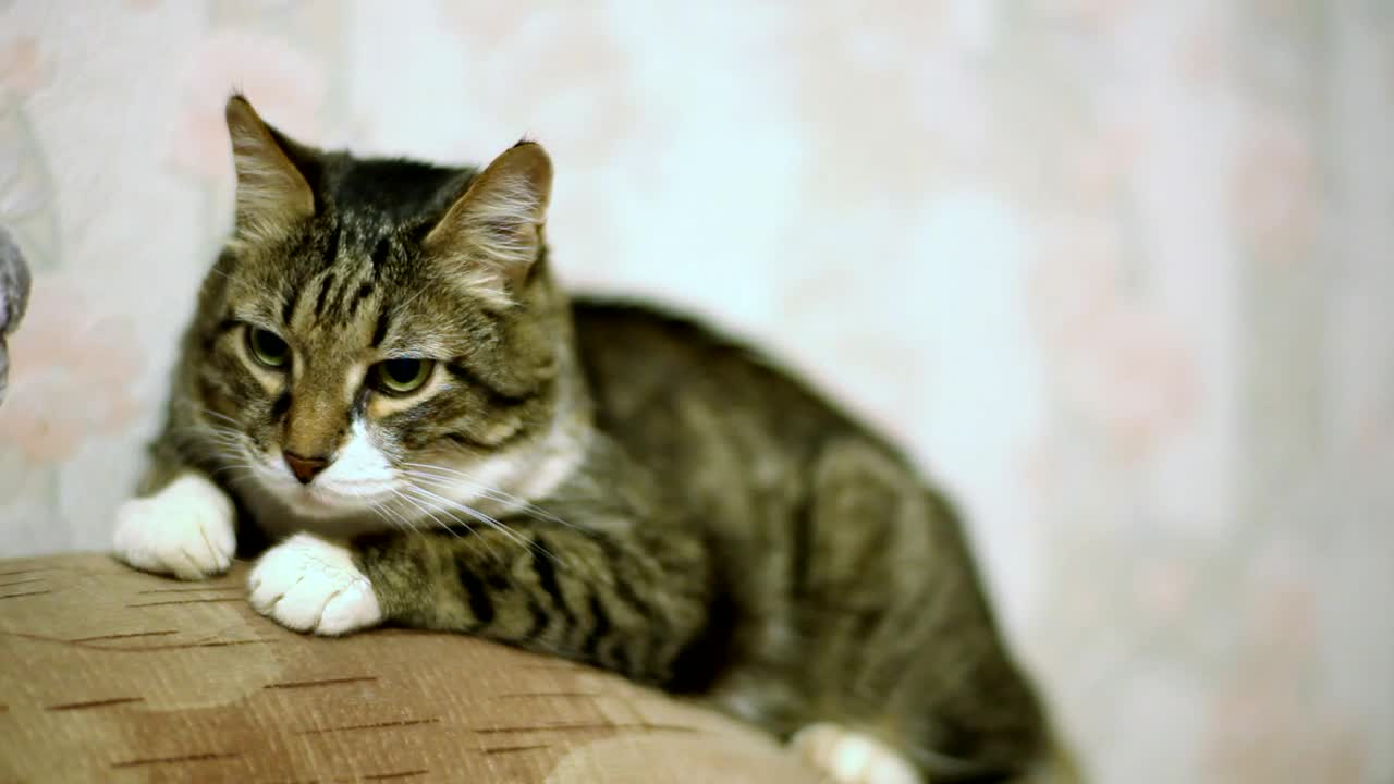 Stock Video Fluffy Cat Resting At The Couch Live Wallpaper For PC - Free Download