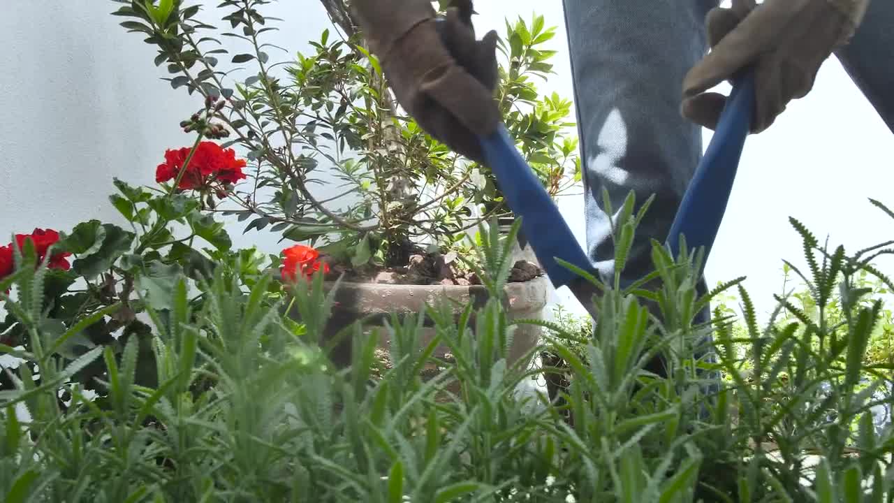 Stock Video Gardener Fixing A Bush In A Garden Live Wallpaper For PC - Free Download