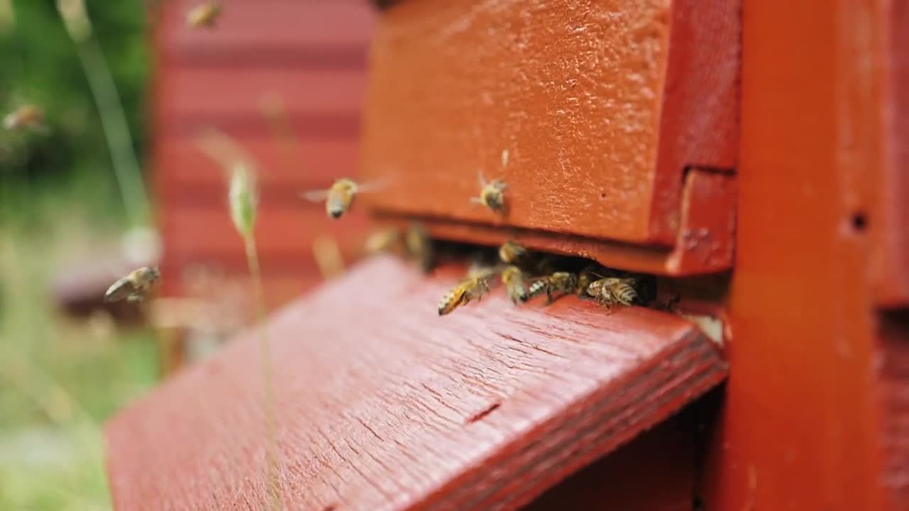 Stock Video Bees Producing Honey In A Beekeeping Field Live Wallpaper For PC - Free Download