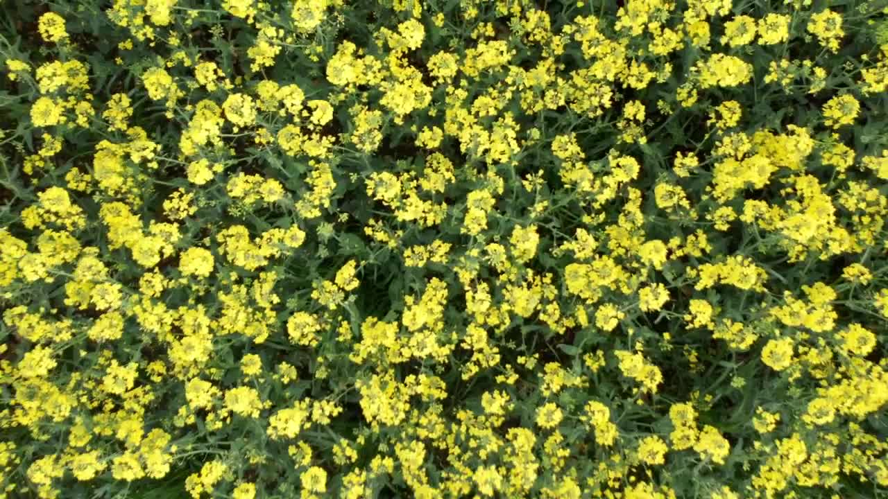Free Video Stock swaying field of crops in a gentle wind Live Wallpaper - Free Download