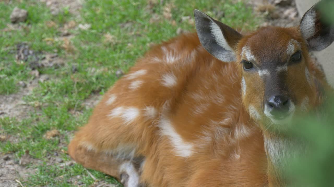 Stock Video Deer Lying In The Ground Live Wallpaper For PC - Free Download