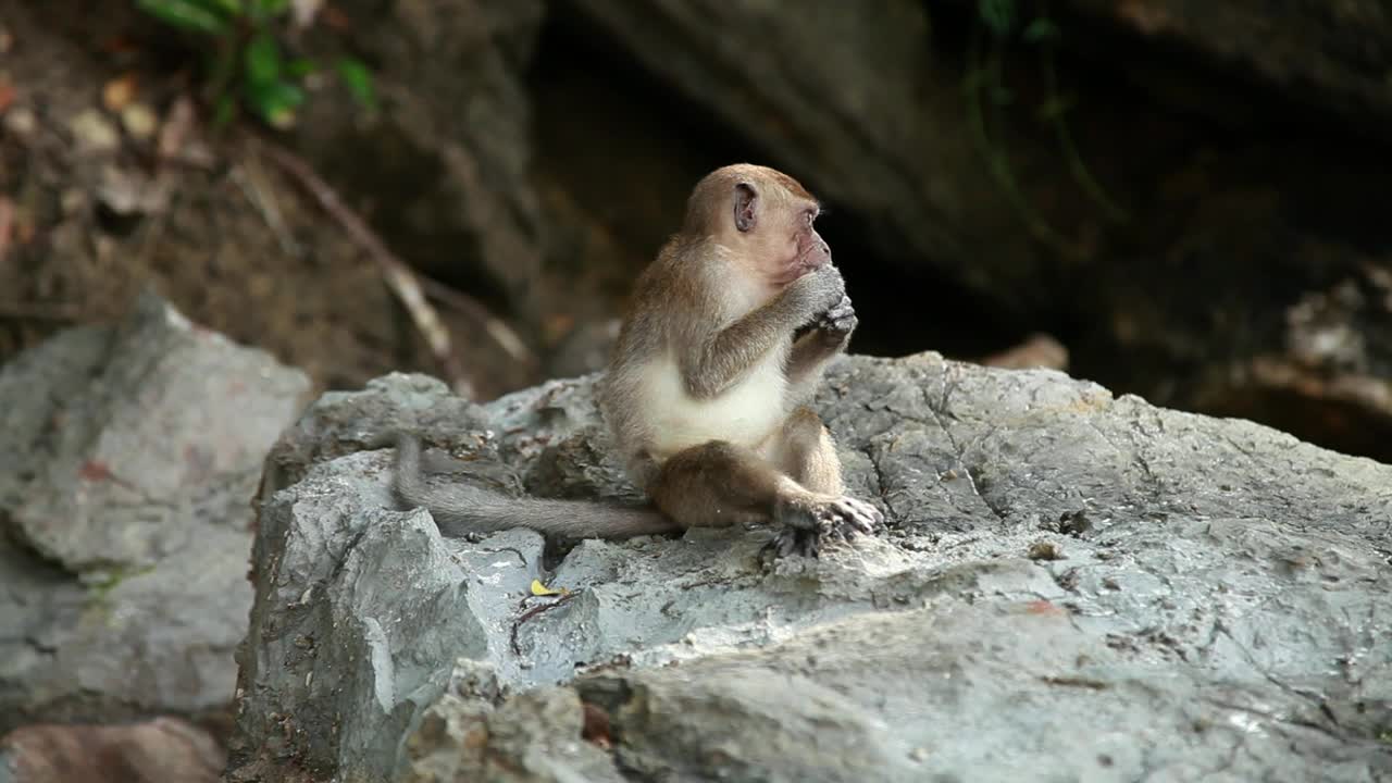 Stock Video Monkey Eating In The Wil Animated Wallpaper - Free Download