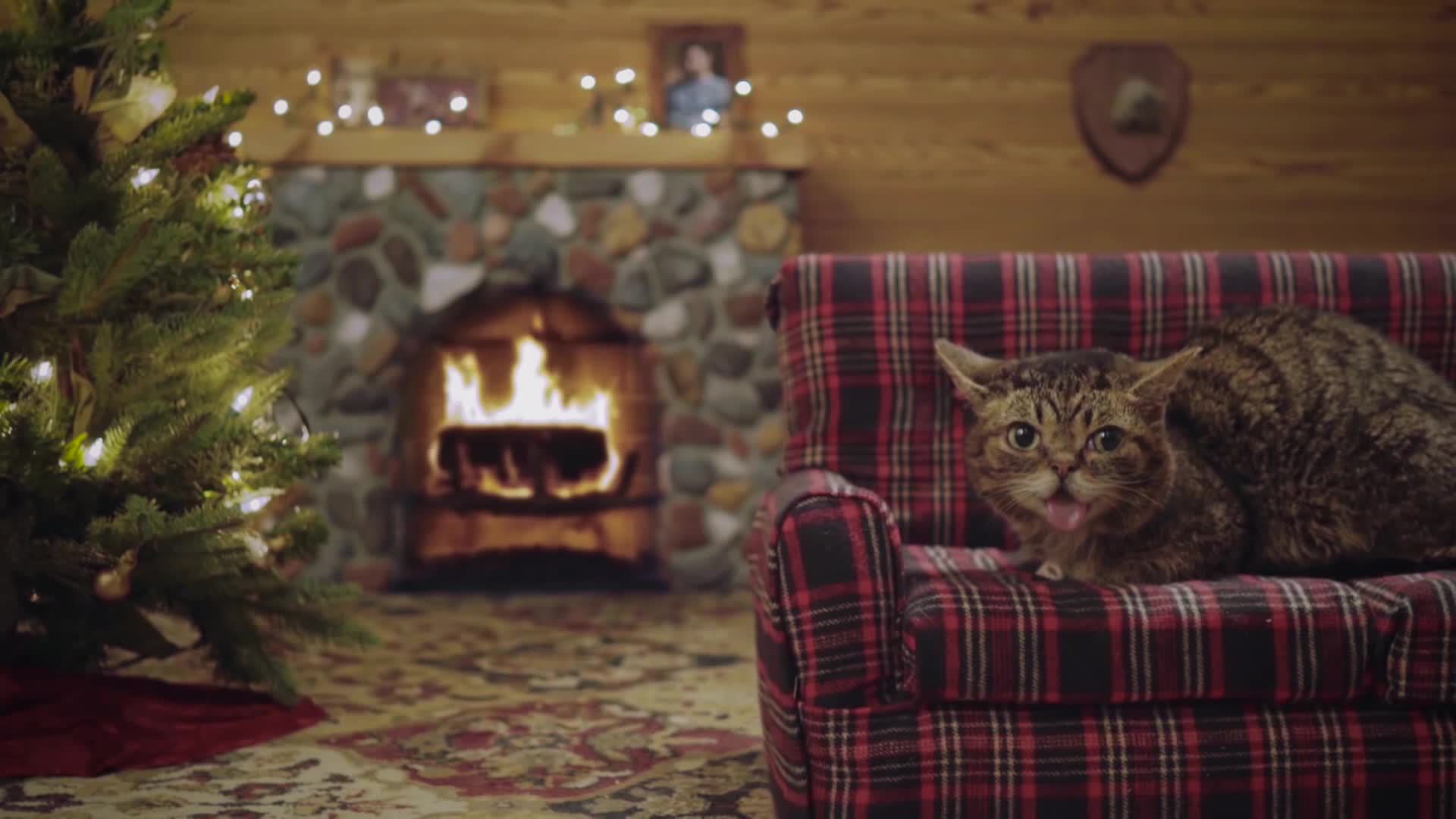 Magical cat on Christmas - Free Download