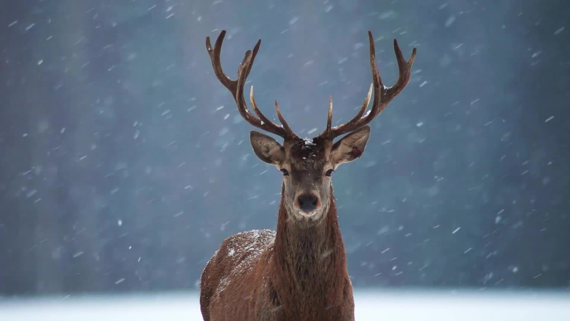 Winter Deer Video Live HD Wallpaper - Free Download