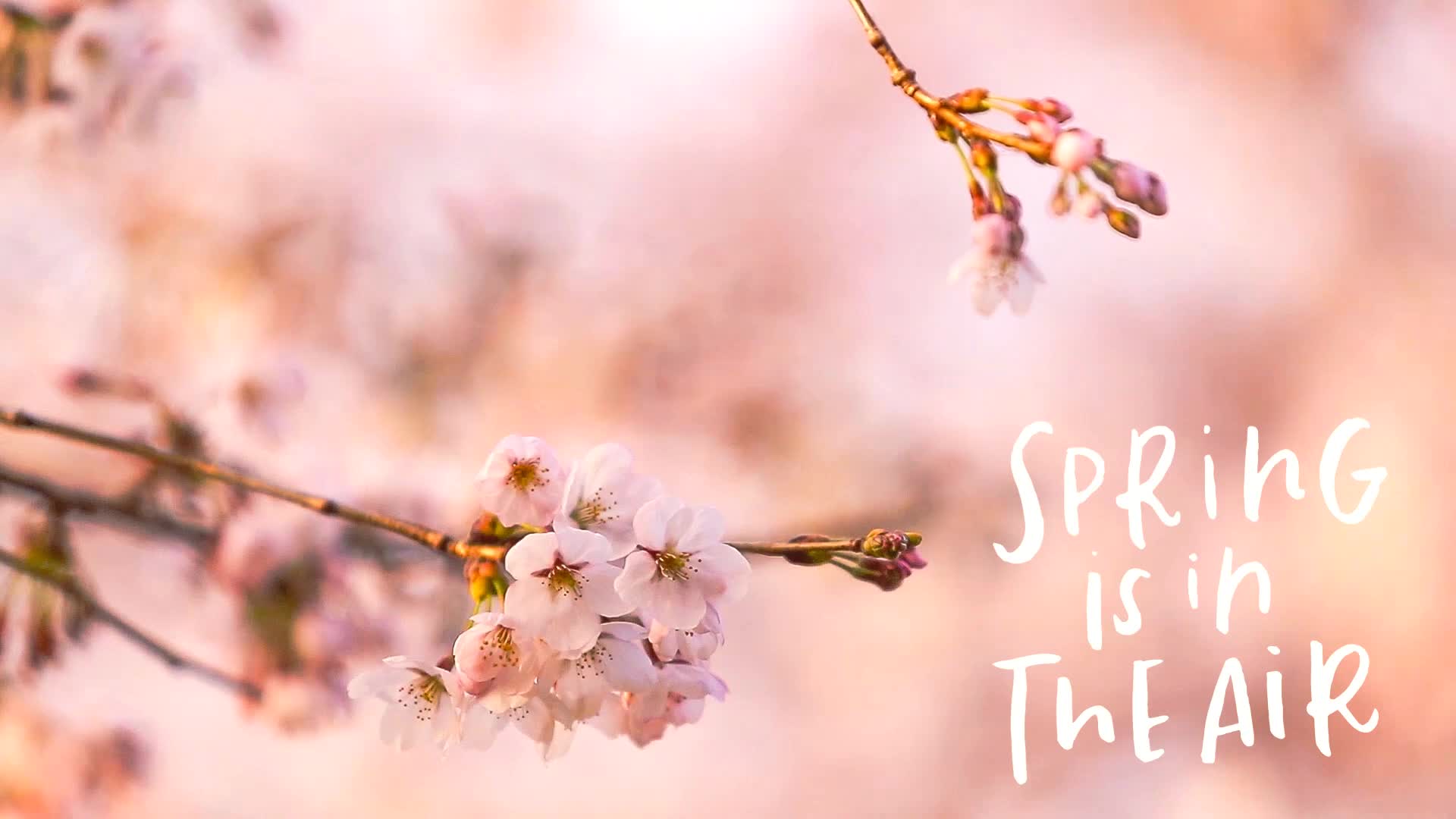 Spring is in the Air Live Wallpaper HD - Free Download